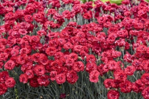 Dianthus 'Maraschino' New 2025